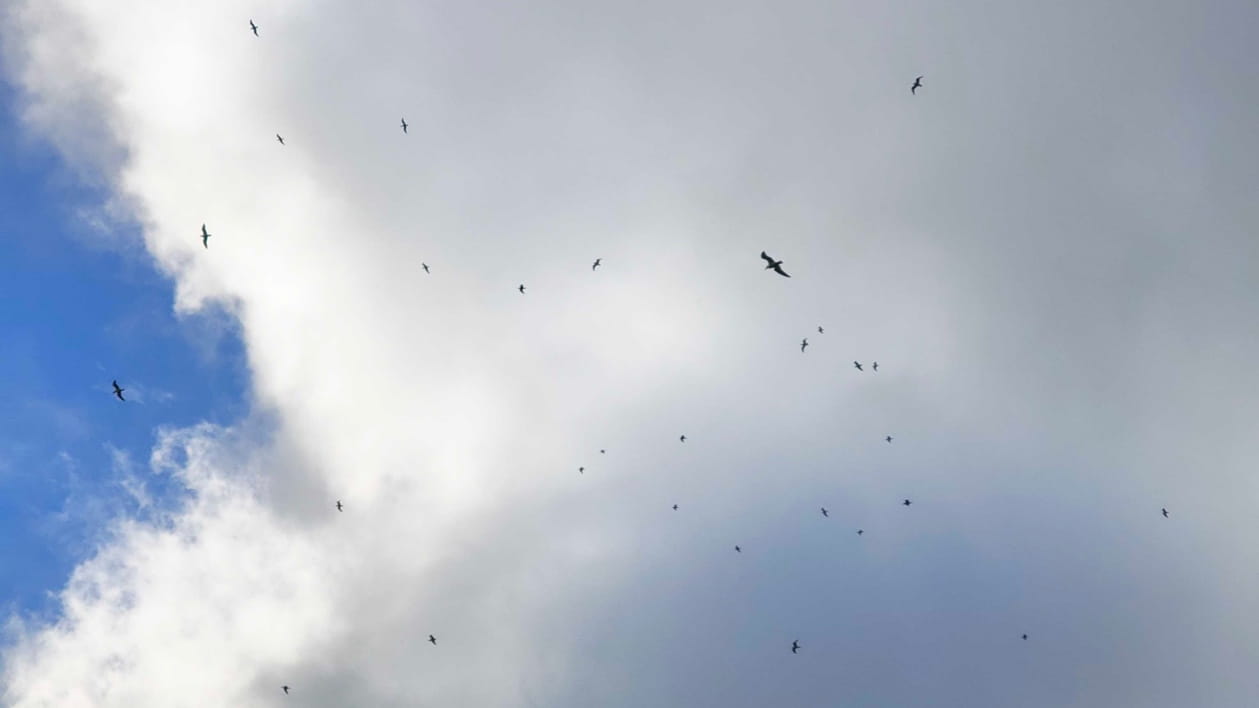 Drone-captured image of multiple seagulls in flight above Brighton Town Hall, illustrating operational challenges in coastal environments.