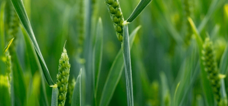 Young wheat crop emerging across a green arable field during early spring growth in the UK
