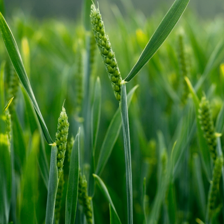 Young wheat crop emerging across a green arable field during early spring growth in the UK