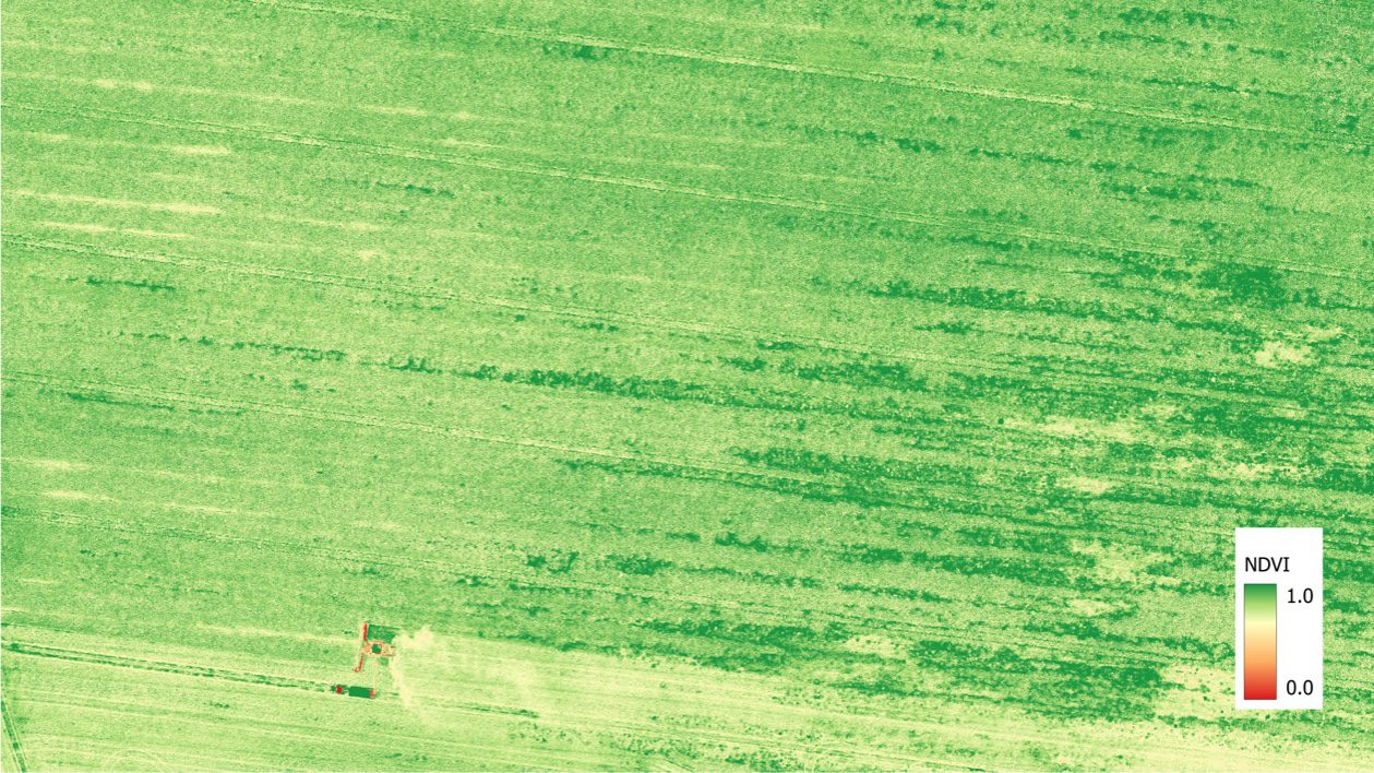 NDVI raster map showing variation in crop vigour across a spring cereal field