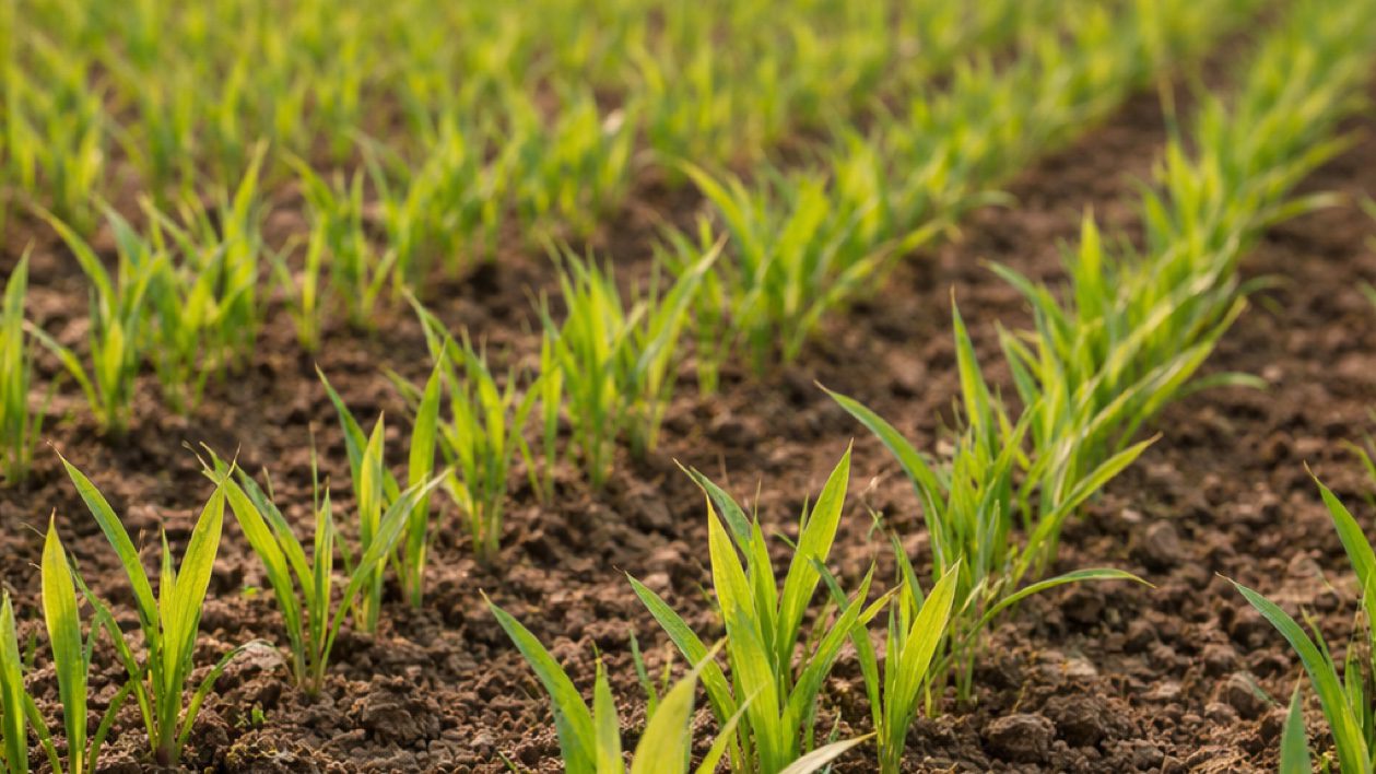 Spring cereal plants at GS11 to GS13 growth stage showing one to three leaves emerged