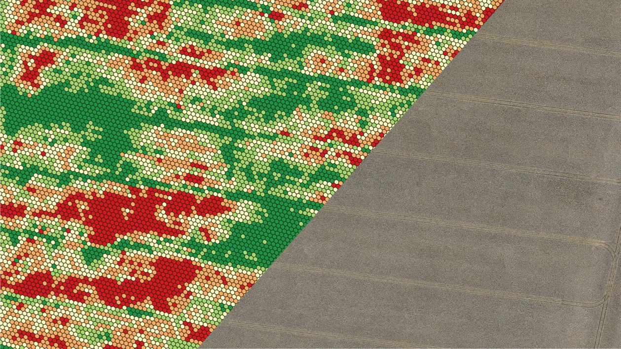 NDVI values averaged across geolocated H3 grid cells to analyse crop performance patterns