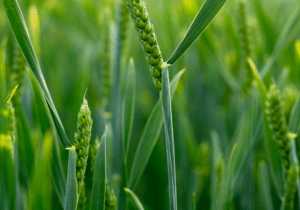 Young wheat crop emerging across a green arable field during early spring growth in the UK